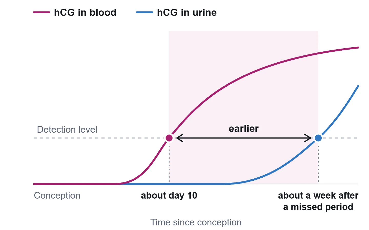 Illustration: hCG erreicht die Nachweisgrenze im Blut ab etwa dem 10. Tag nach der Befruchtung, im Urin etwa eine Woche nach dem Ausbleiben der Periode